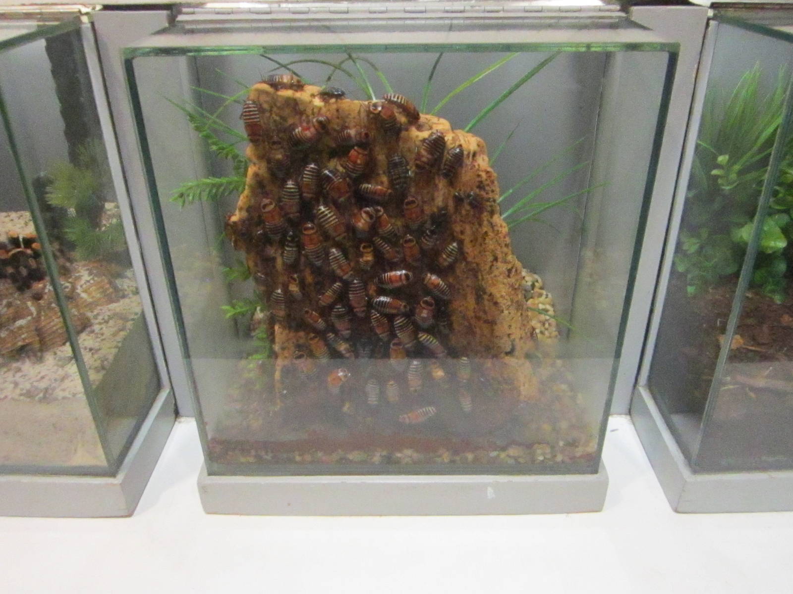 Jul. 2012-Zebra Bug exhibit