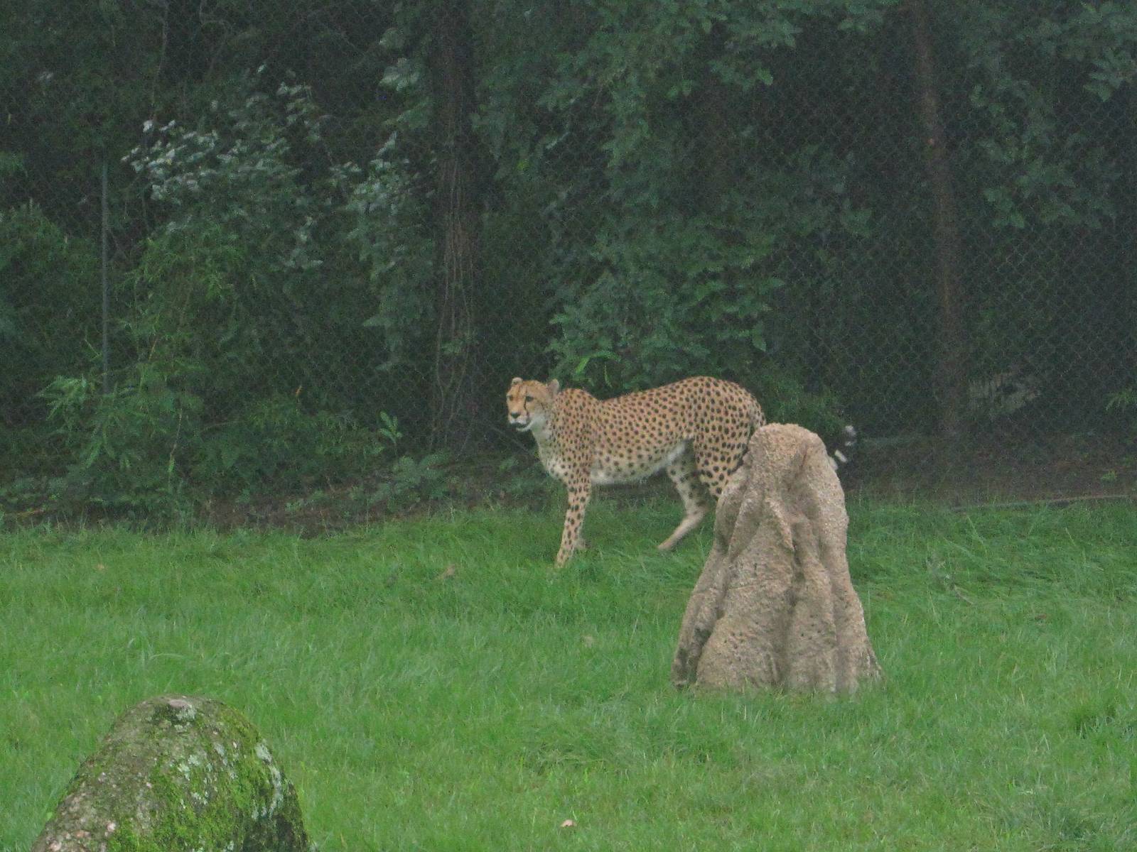 Jul. 2013 - Africa - African Cheetah
