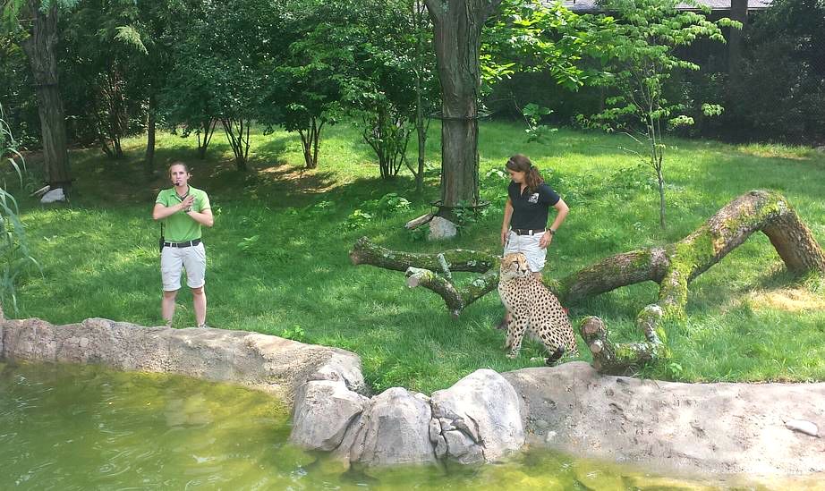 Jul. 2013 - Africa - Cheetah Encounter