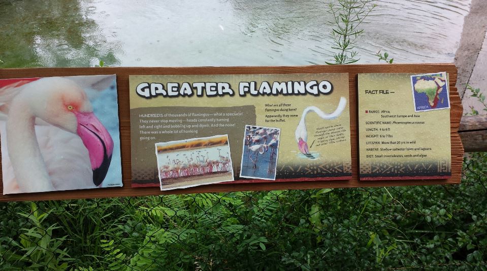 Jul. 2013 - Africa - Giraffe Ridge - Greater Flamingo Sign