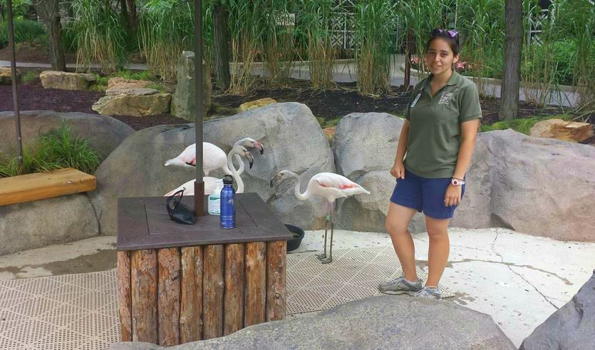 Jul. 2013 - Africa - Greater Flamingo Encounter