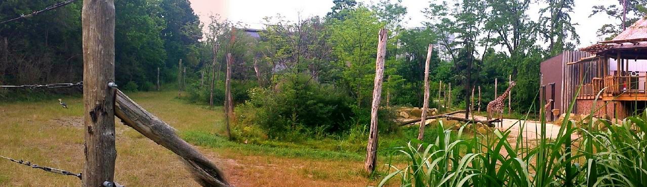 Jul. 2013 - Africa - Grey Crowned Crane + Masai Giraffe Exhibit Panorama