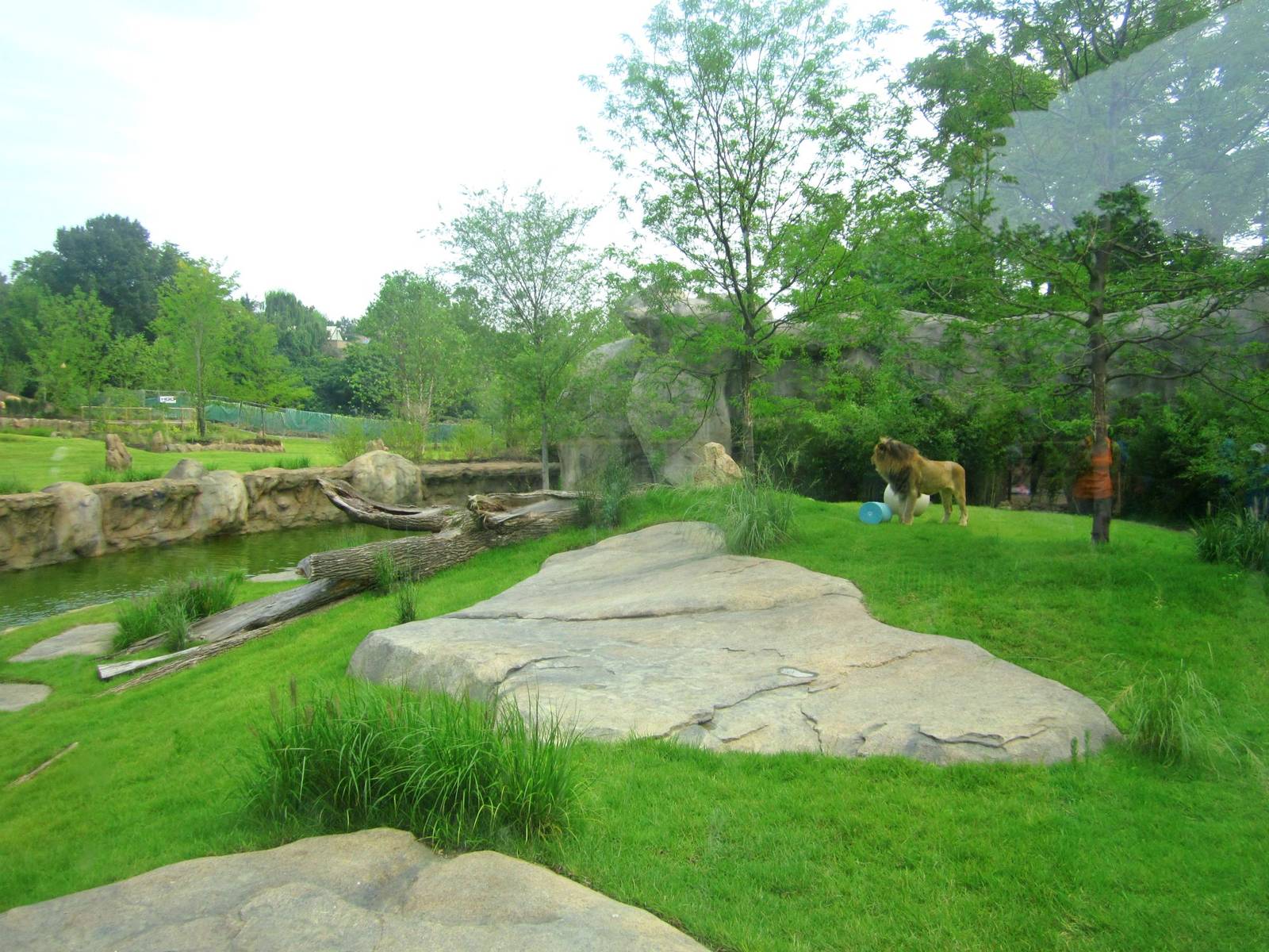 Jul. 2013 - Africa - Southeast African Lion Exhibit
