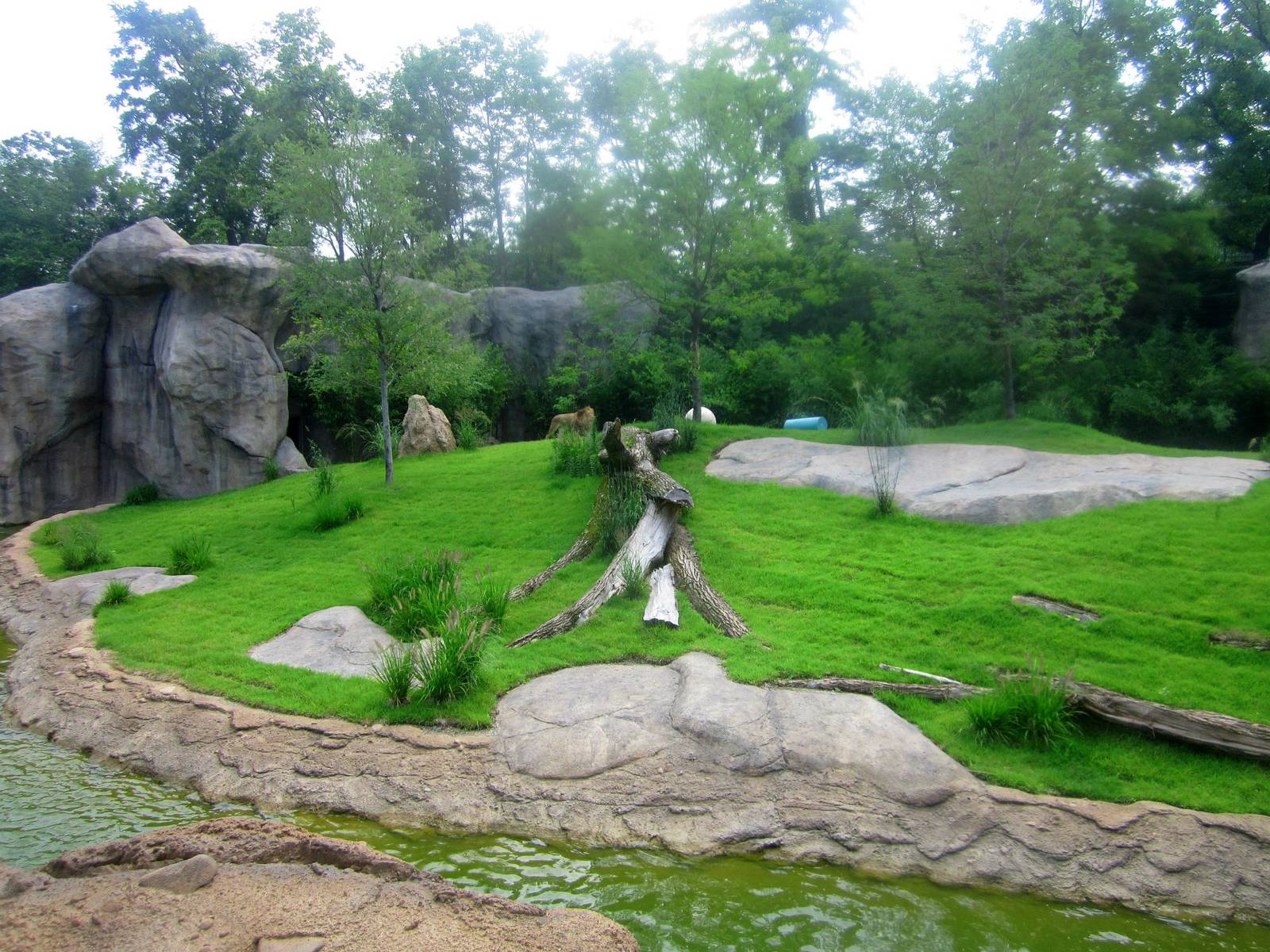 Jul. 2013 - Africa - Southeast African Lion Exhibit