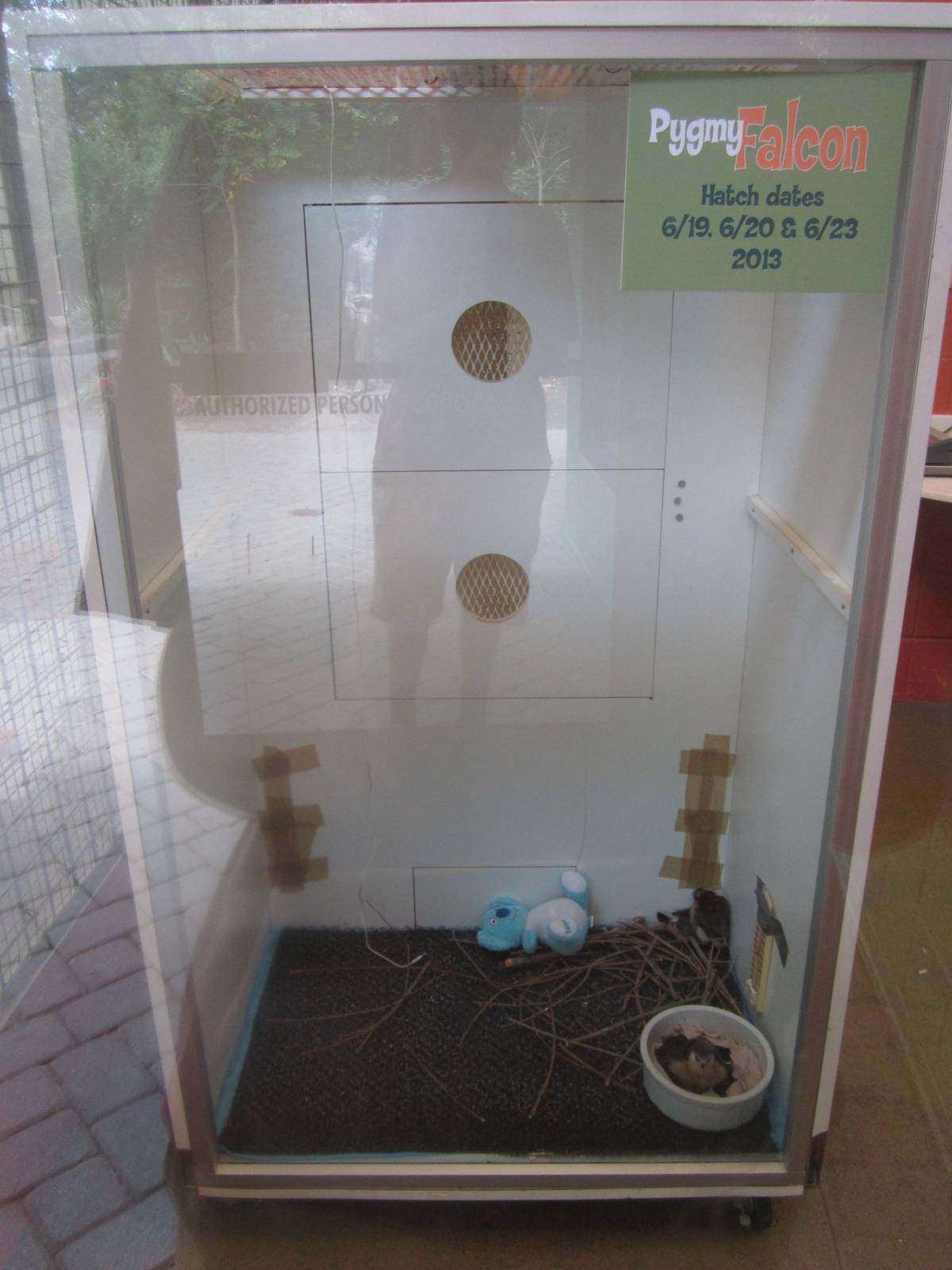 Jul. 2013 - Childrens Zoo - African Pygmy Falcon Nursery