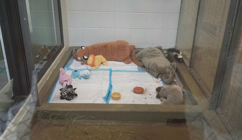 Jul. 2013 - Childrens Zoo - Striped Skunk Nursery