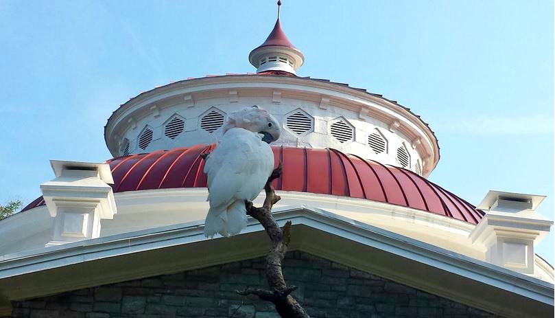 Jul. 2013 - Cockatoo Island - Salmon-crested Cockatoo