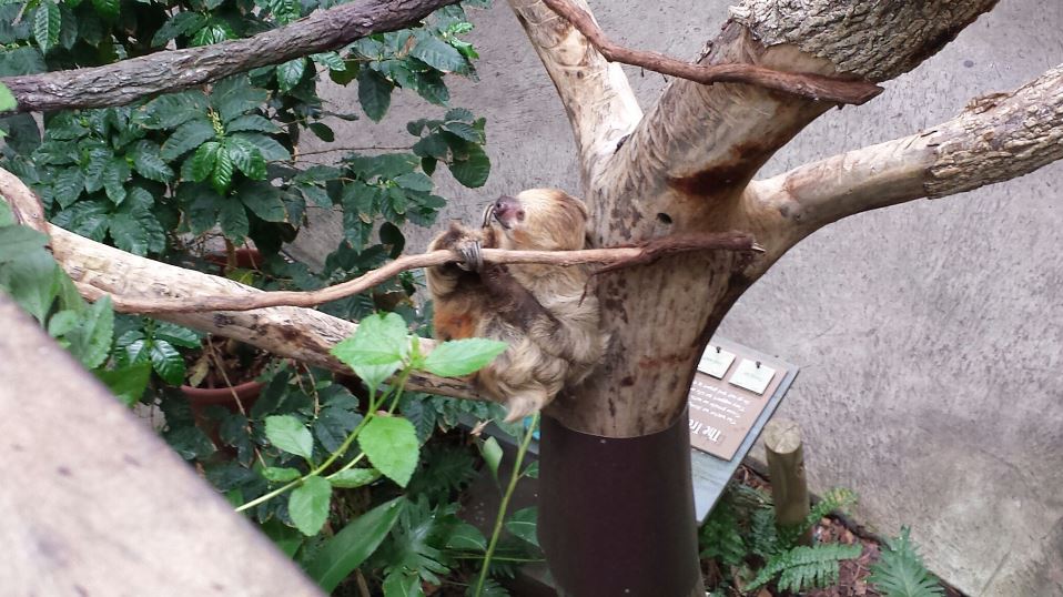 Jul. 2013 - Discovery Forest - Linnaeus's Two-toed Sloth