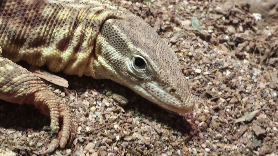 Jul. 2013 - Dragons! - Ackies Dwarf Monitor