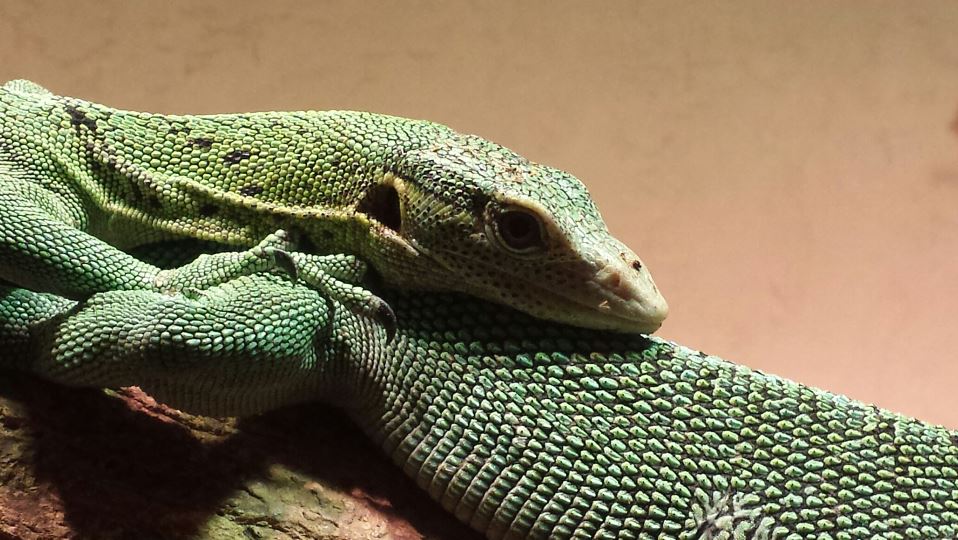 Jul. 2013 - Dragons! - Green Tree Monitor