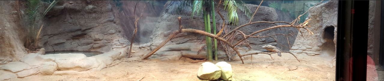 Jul. 2013 - Dragons! - Komodo Dragon Indoor Exhibit Panorama