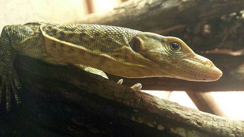 Jul. 2013 - Dragons! - Quince Monitor