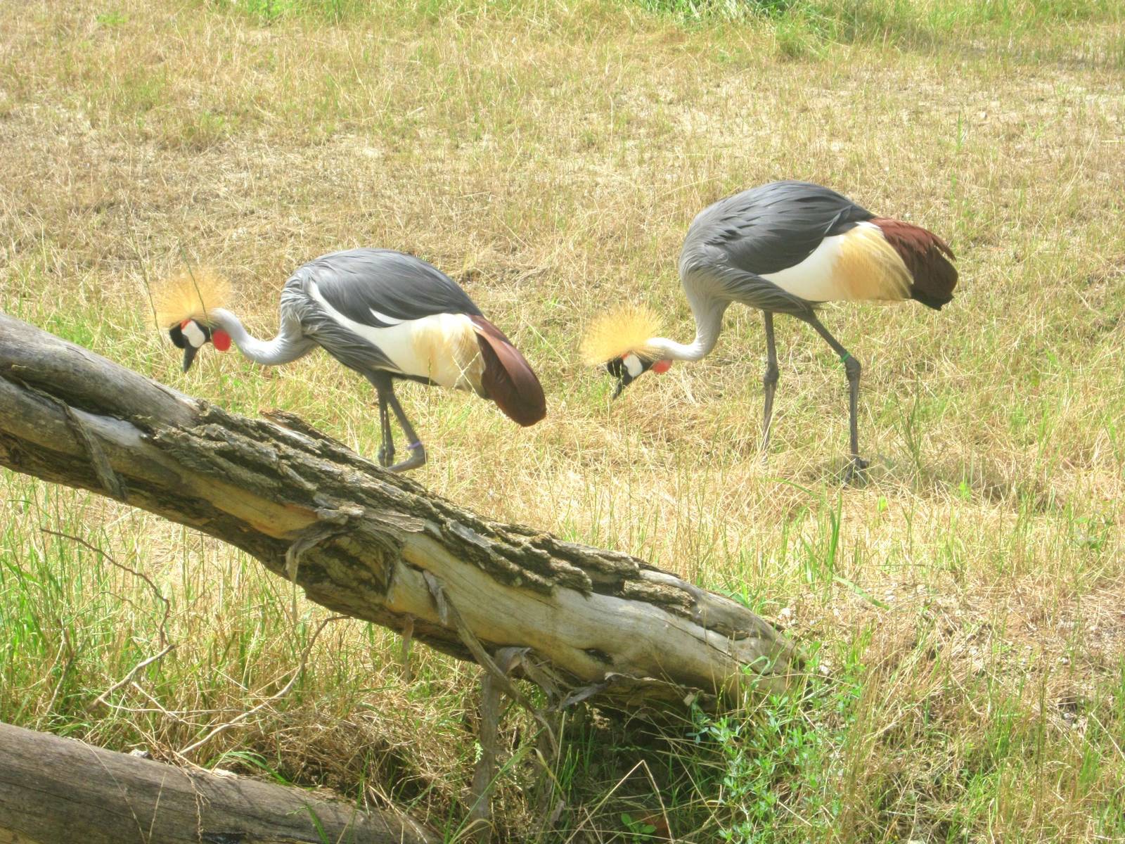 Jul. 2013 - Giraffe Ridge - Grey-crowned Cranes