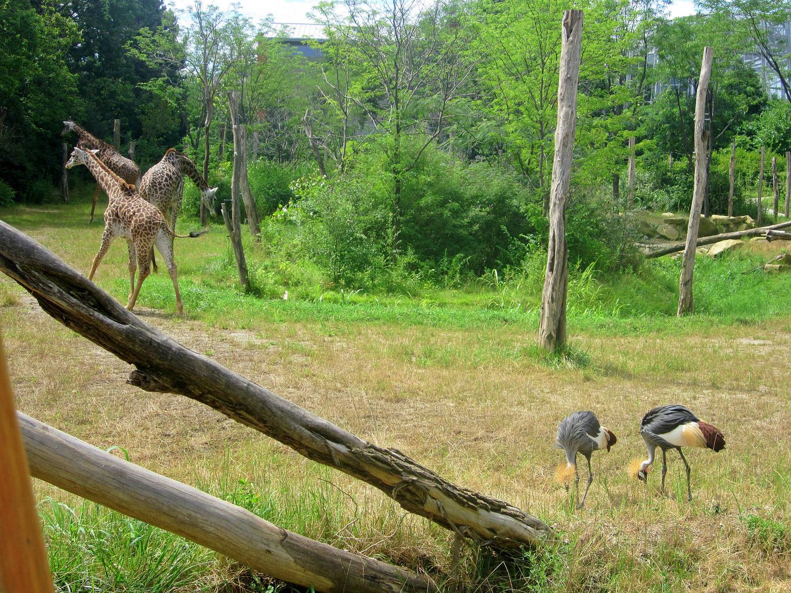 Jul. 2013 - Giraffe Ridge - Masai Giraffes + Grey-crowned Cranes