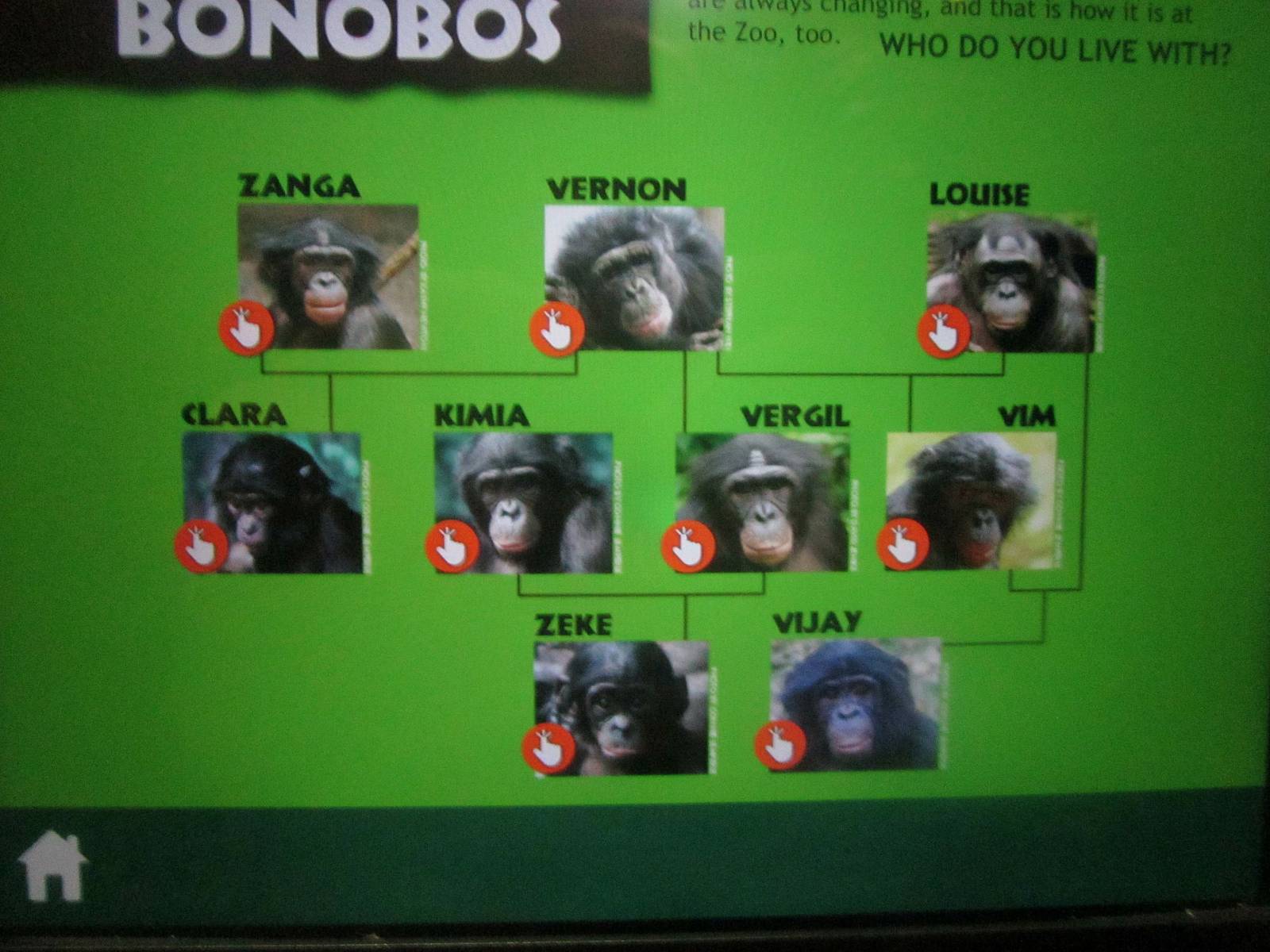 Jul. 2013 - Jungle Trails - Bonobo Family Tree