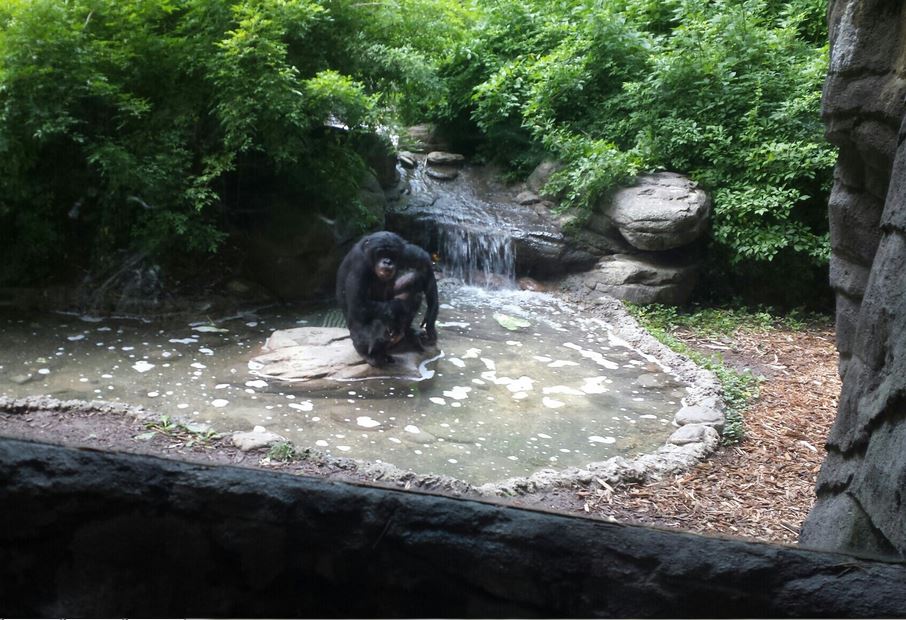 Jul. 2013 - Jungle Trails - Bonobo - Vijay