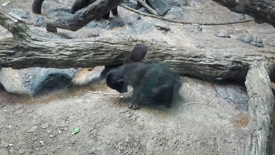 Jul. 2013 - Jungle Trails - Bonobo