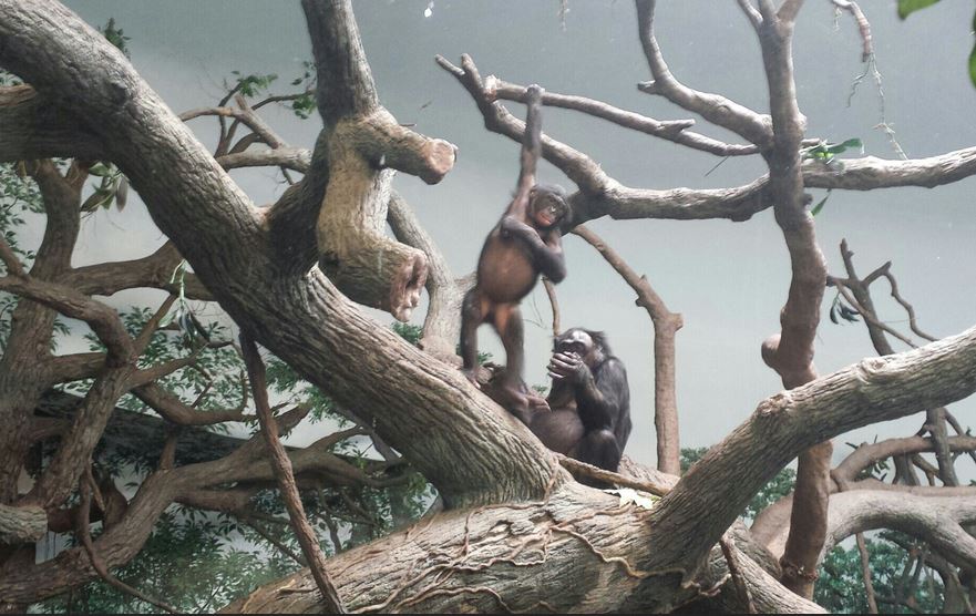 Jul. 2013 - Jungle Trails - Bonobos - Zeke + Louise