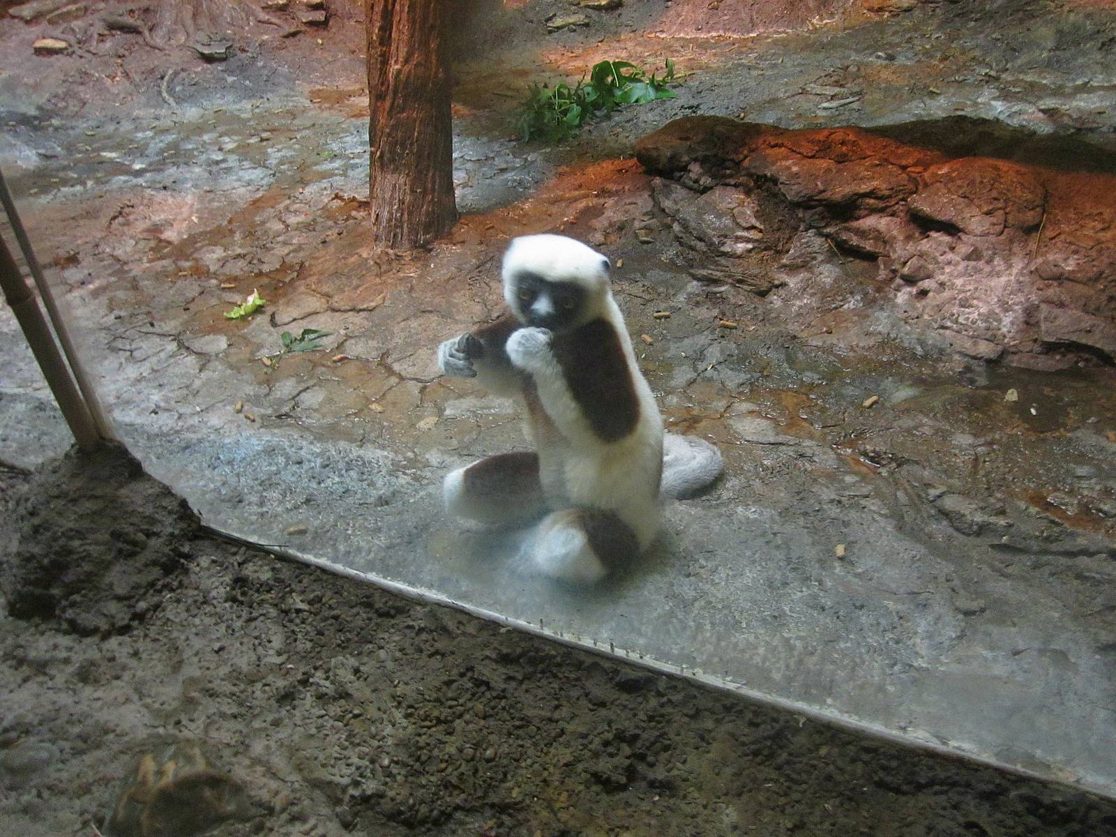 Jul. 2013 - Jungle Trails - Coquerel's Sifaka