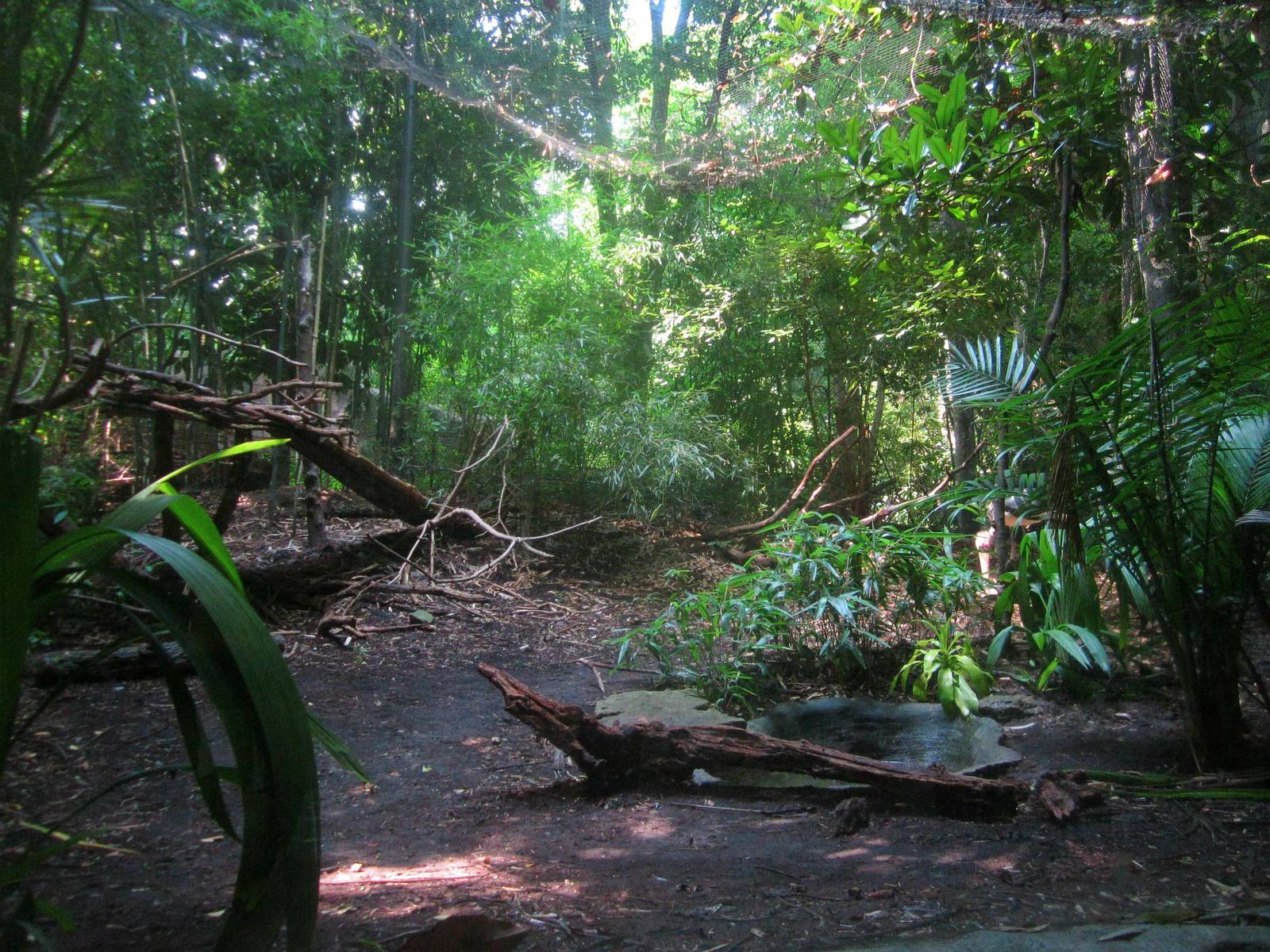 Jul. 2013 - Jungle Trails - Lesser Adjutant Stork Exhibit