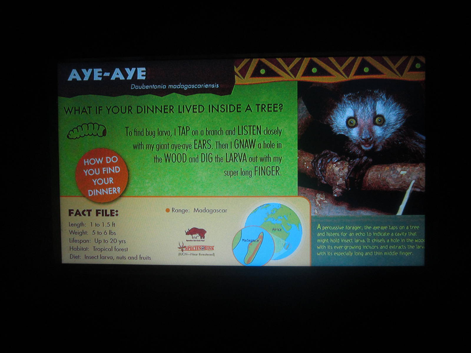 Jul. 2013 - Jungle Trails - New Aye-aye Sign