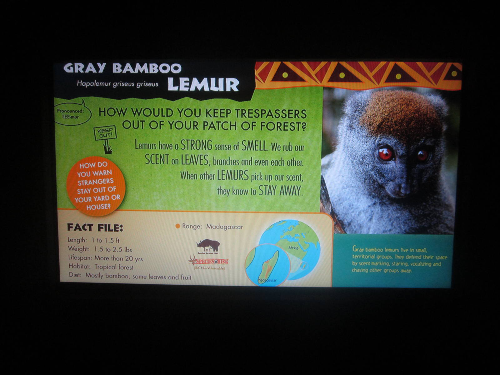 Jul. 2013 - Jungle Trails - New Bamboo Lemur Sign