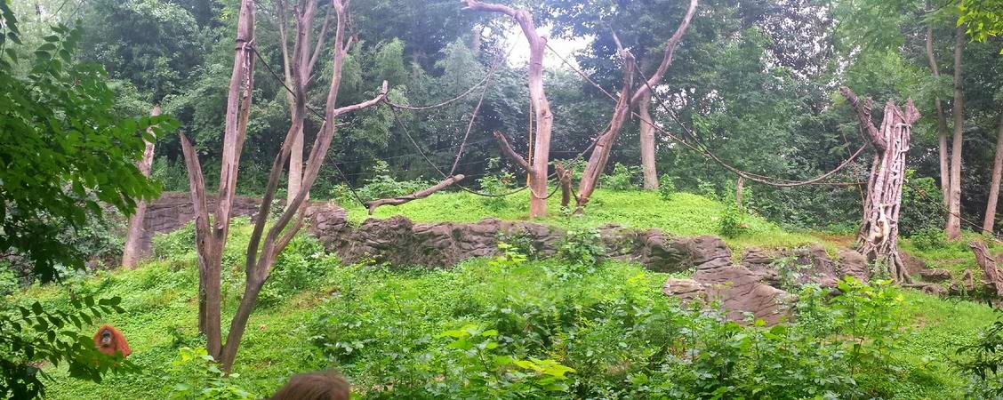 Jul. 2013 - Jungle Trails - Sumatran Orangutan + White-handed Gibbon Exhibi