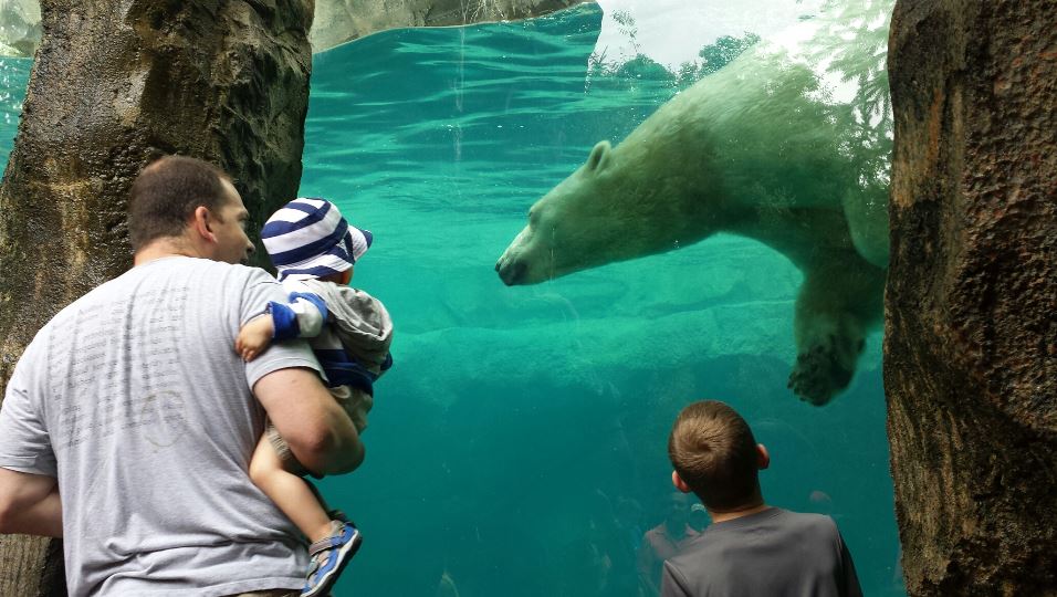 Jul. 2013 - Lords of the Arctic - Polar Bear