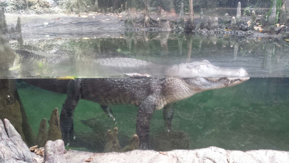 Jul. 2013 - Manatee Springs - American Alligator