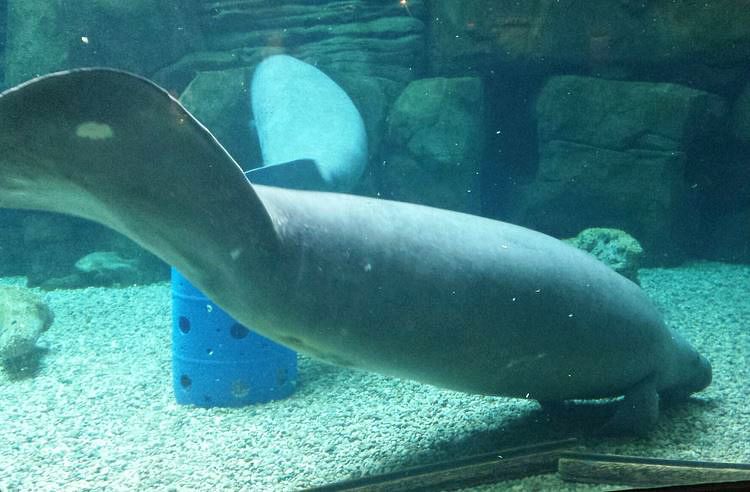 Jul. 2013 - Manatee Springs - Betsy