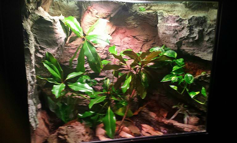 Jul. 2013 - Manatee Springs - Brown Anole + Green Tree Frog Exhibit