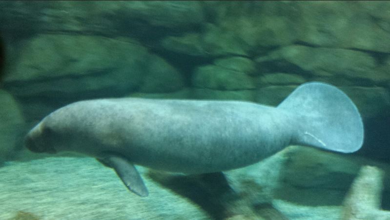 Jul. 2013 - Manatee Springs - Florida Manatee