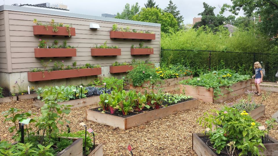 Jul. 2013 - New Vegetable Garden