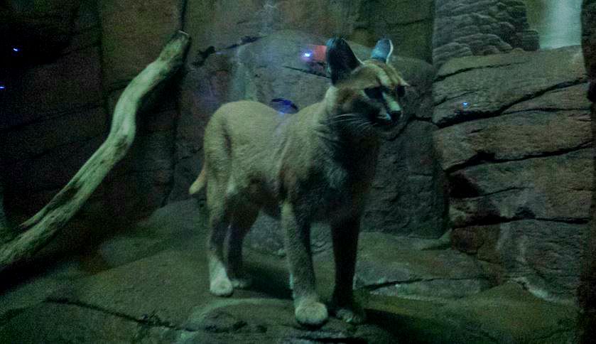 Jul. 2013 - Night Hunters - Caracal