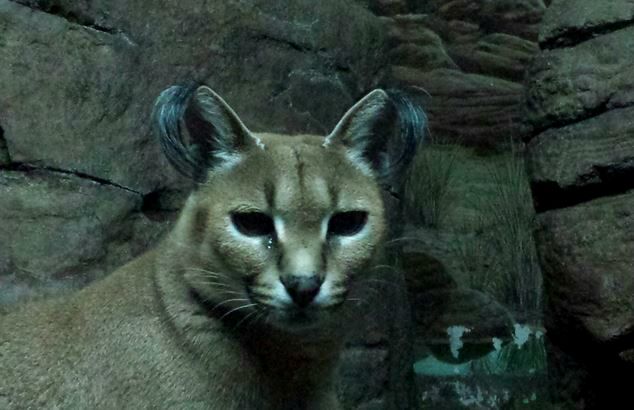 Jul. 2013 - Night Hunters - Caracal