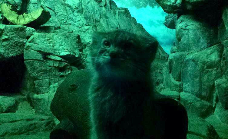 Jul. 2013 - Night Hunters - Pallas' Cat Kitten