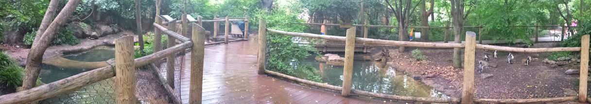 Jul. 2013 - Penguin Walkabout Panorama