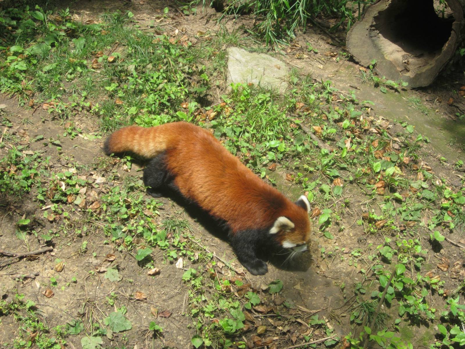 Jul. 2013 - Red Panda