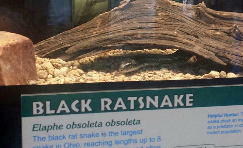 Jul. 2013 - Reptile House - Guess the Species