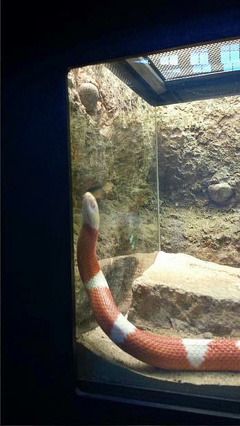 Jul. 2013 - Reptile House - Nelson's Milksnake