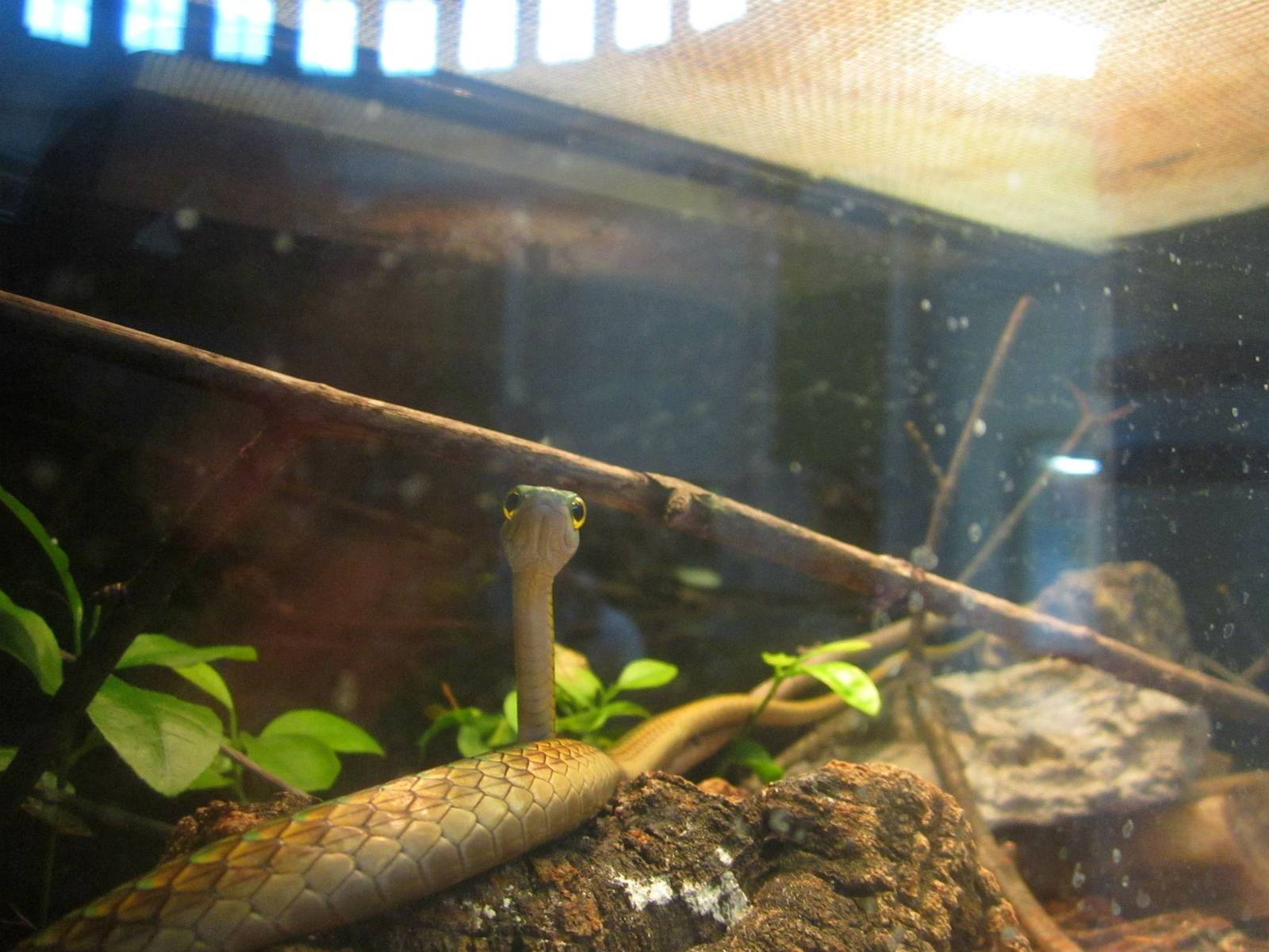 Jul. 2013 - Reptile House - Parrot Snake