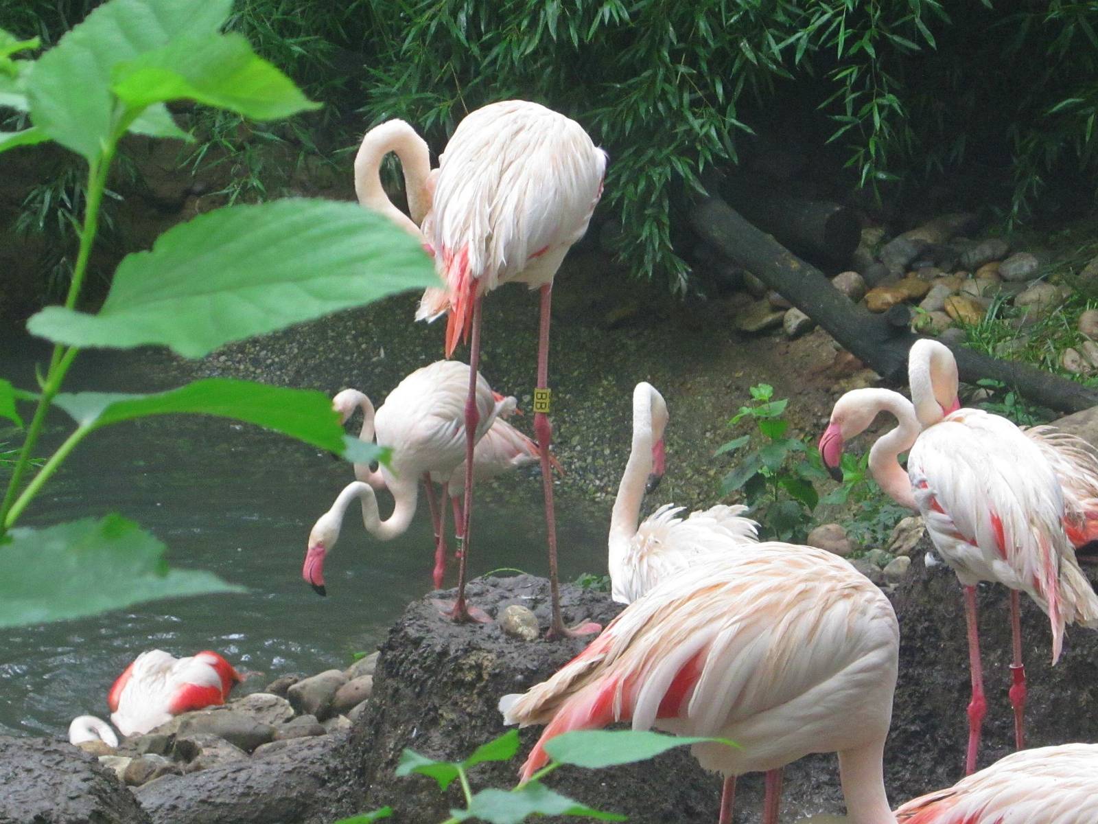 Jul. 2013 - Rhino Reserve - Greater Flamingos + Egg