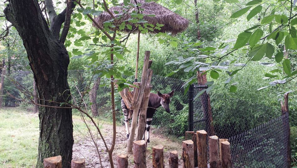 Jul. 2013 - Rhino Reserve - Okapi + New Hut
