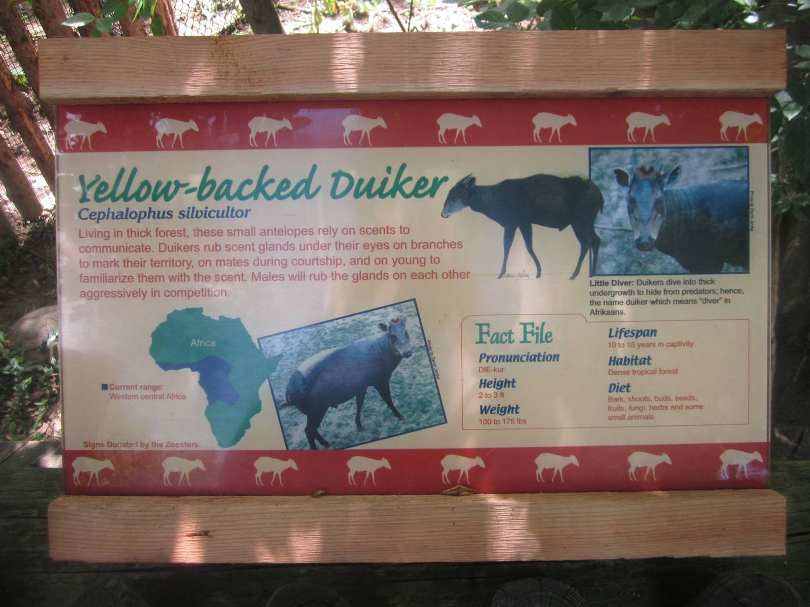 Jul. 2013 - Rhino Reserve - Yellow-backed Duiker Sign