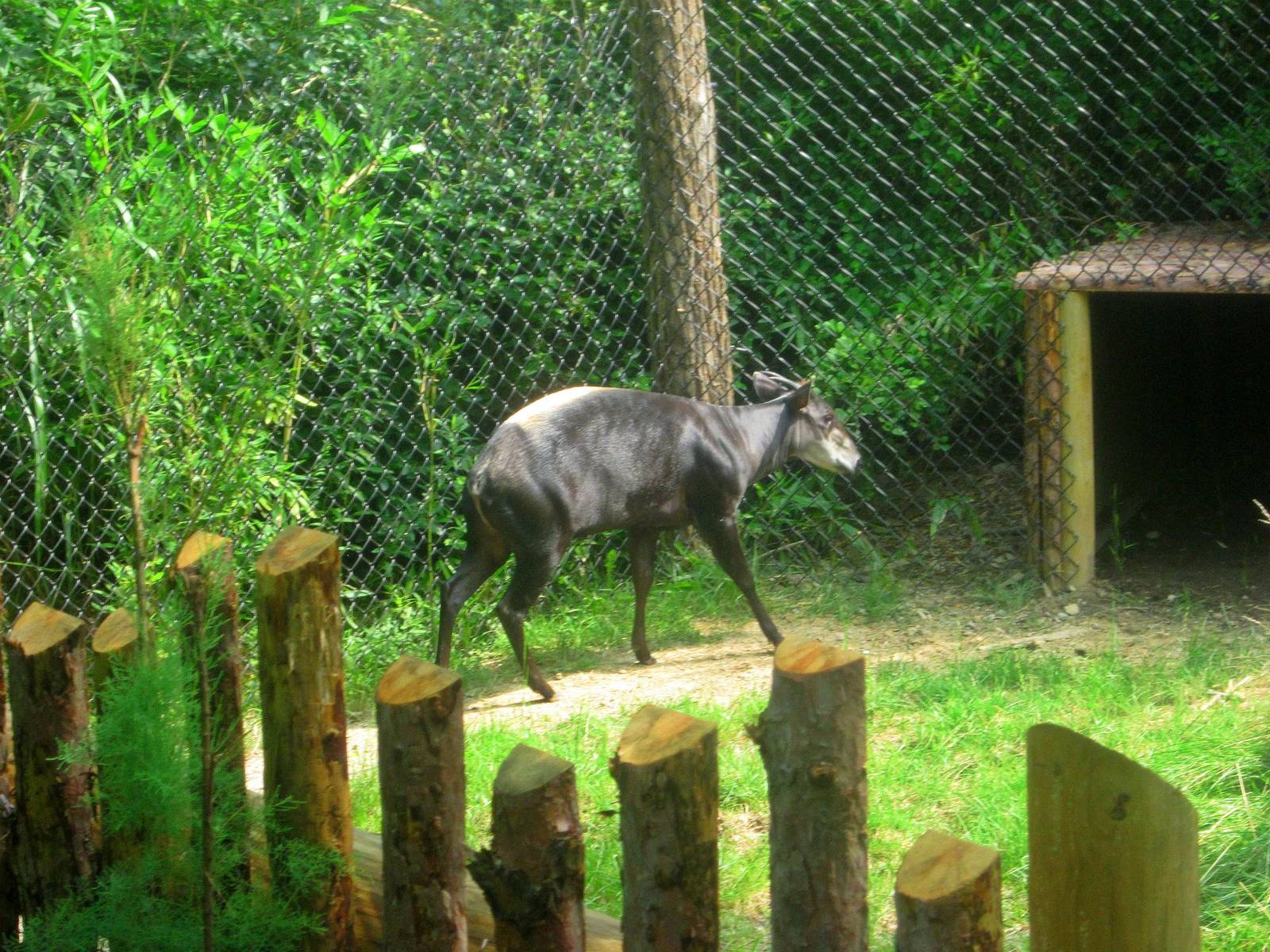 Jul. 2013 - Rhino Reserve - Yellow-backed Duiker