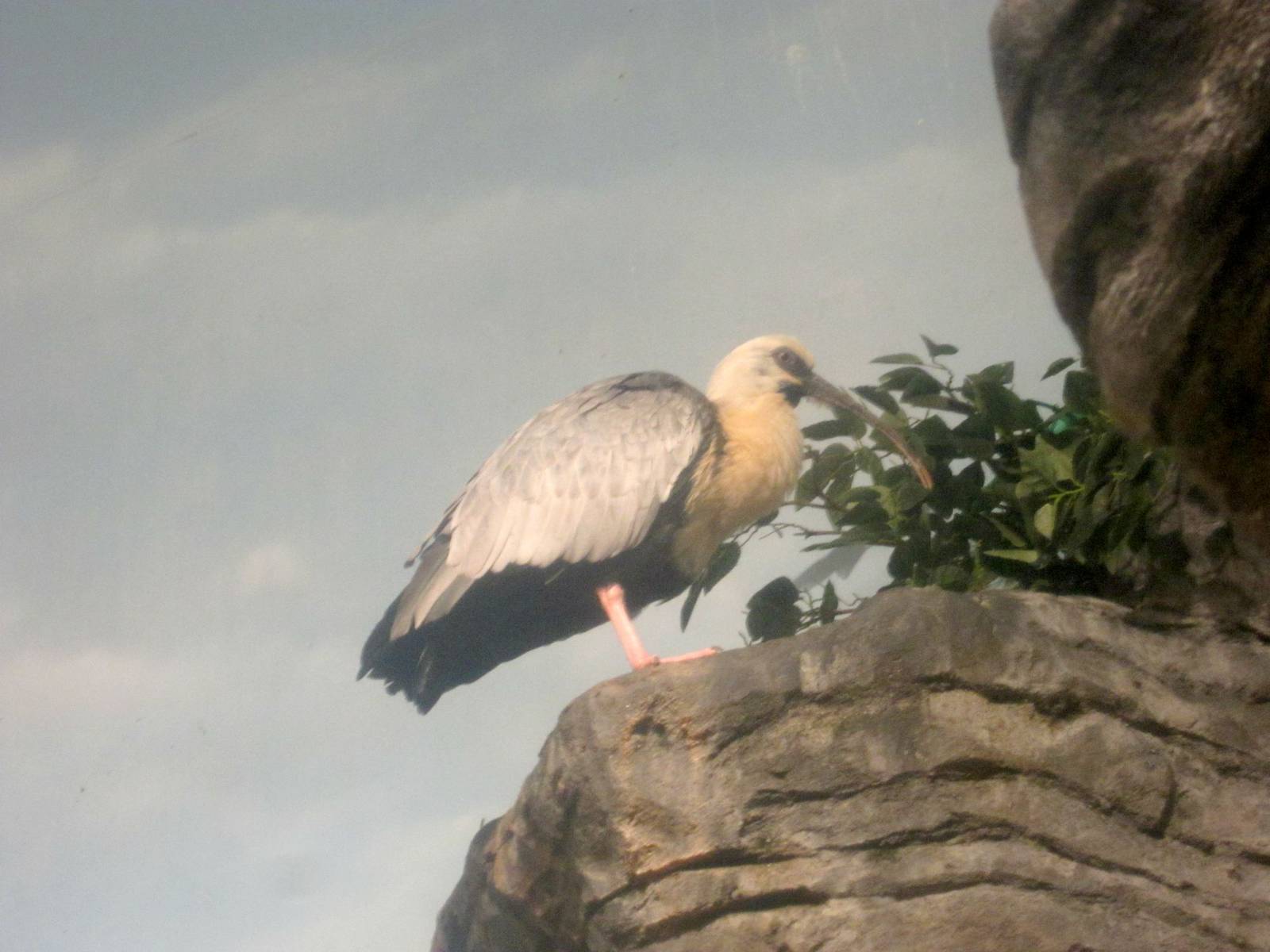 Jul. 2013 - Wings of the World - Black-faced Ibis