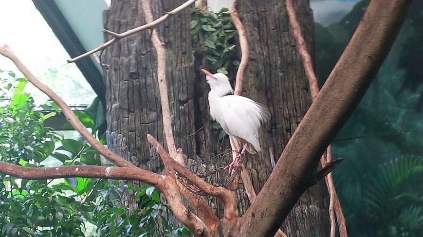Jul. 2013 - Wings of the World - Cattle Egret