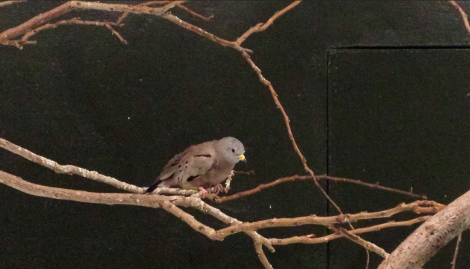 Jul. 2013 - Wings of the World - Croaking Ground Dove