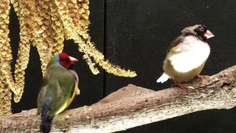Jul. 2013 - Wings of the World - Gouldian Finches