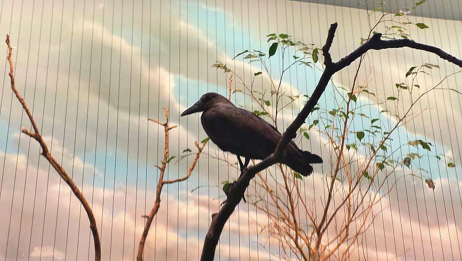 Jul. 2013 - Wings of the World - Hammerkop